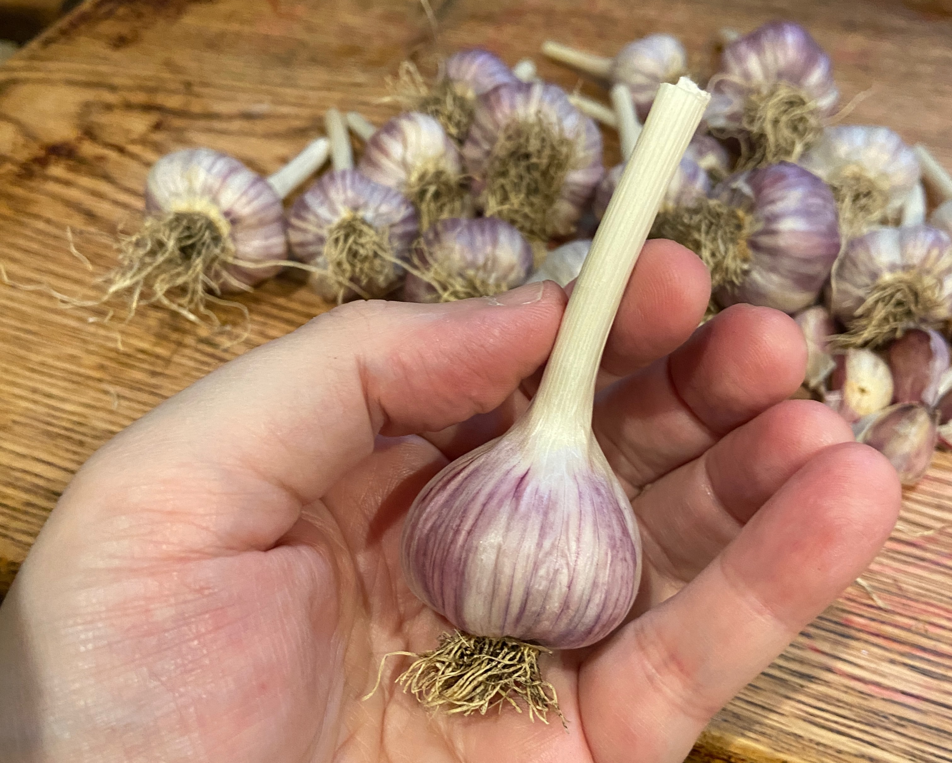 “Our August 2024 Garlic Harvest”